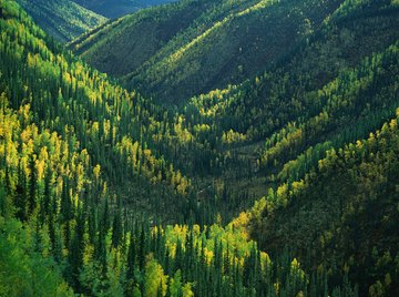 Conifers evolved during the age of dinosaurs and still dominate Earth's northern forests.