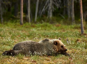 A brown bear lying in a patch of tiny white flowers in the taiga