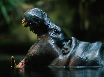 Pygmy hippos are West African endemics, found nowhere else.