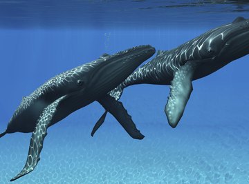 Male humpback whales engage in violent competitions for dominance during breeding season.