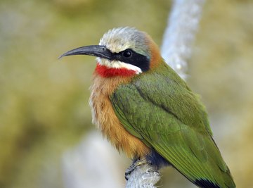 bee eater bird