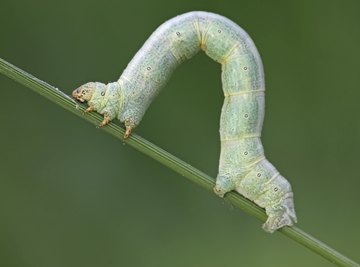 Inchworm Life Cycle