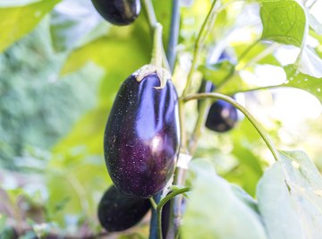 Eggplant growing on plant