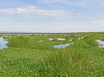 The Shoebill wetlands in the Nile Delta.