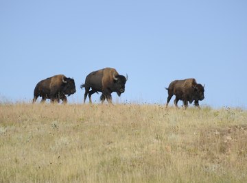 The Great Plains cover a large tract of North America from north to south.