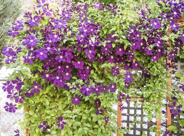 Clematis vines have twining leaves that permit them to climb.