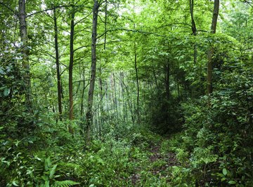 Small clearing in a rain forest.