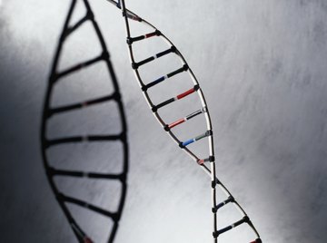 DNA is arranged in a long double helix pattern.