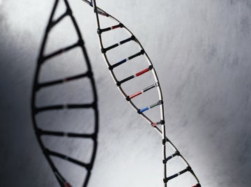 DNA strands are copied before a cell divides.