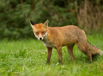 fox in grass