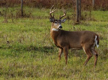 Whitetails are North America's most broadly distributed large mammals.