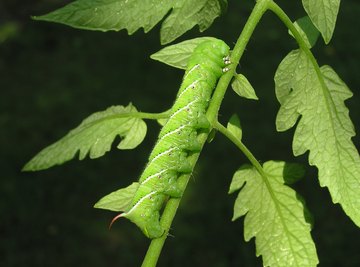 The tomato and tobacco hornworms belong to the Sphingidae family.