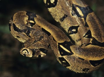 boa constrictor habitat thumbnails