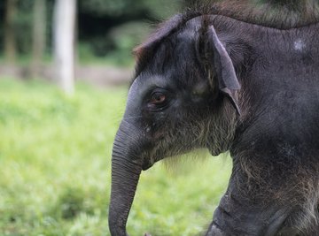 Critically endangered in Bangladesh, Asiatic elephants inhabit evergreen forests. .