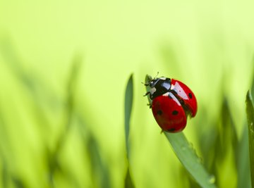 Ladybug species vary in color, size and pattern of spots.