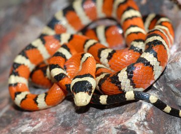 How to Identify Red & Black Striped Snakes