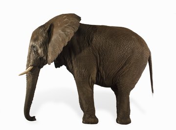 To create an elephant tessellation, draw an elephant head on a tile.