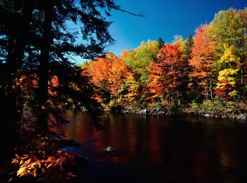 Trees around a lake with fall color