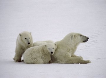 A polar bear and its cubs.
