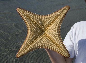 A boy on the beach holding up the underside of a starfish.