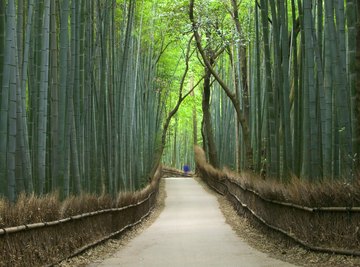 A path through a bamboo forest in Japan.