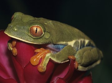 Tropical rainforests of the world have a rich diversity of living organisms.