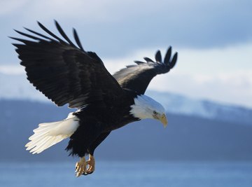 Close up of the bald eagle