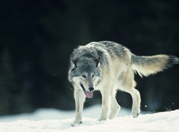 A wolf walking on snow in front of a forest.