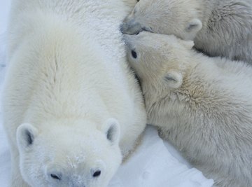 As top predators in a food chain, polar bears experience bioaccumulation of toxins and pass them on to their cubs in their milk.