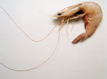 Shrimp have nervous systems with components similar to those found in other animals, including humans.