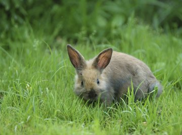 Life Cycle of a Rabbit Sciencing