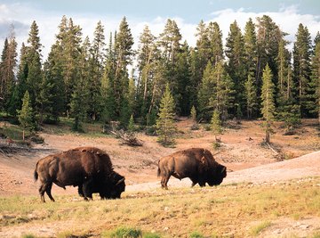 The science that studies the bison has many similarities with the science that studies the grasses on which bison feed.