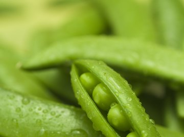 Gregor Mendel's experiments with peas showed how traits like round seeds are inherited.