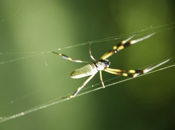 Spider on web in a forest in New England