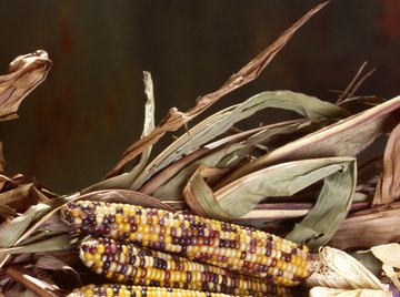 The length of corn ears is a quantitative trait.