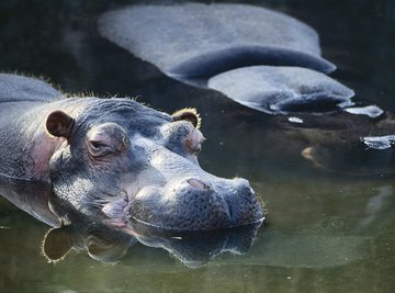 Hippos prefer warm, humid environments.