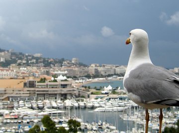 Seagull Behaviors In Earthquakes and Changes in Weather