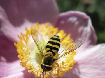 Example of synergy: The bee gets fed by the flower, which is fertilized by the pollen carried by the bee from another flower.