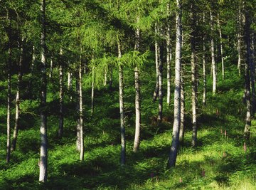 A coniferous forest.