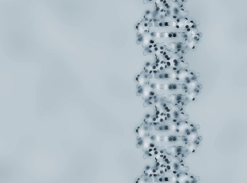 Spliceosomes turn unnecessarily long DNA copies into usable code for protein synthesis.