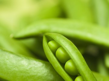 Smooth peas dominate wrinkled ones.