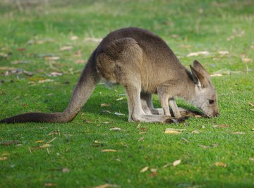 A young kangaroo eating grass.