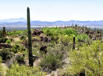 A desert landscape with plant life.
