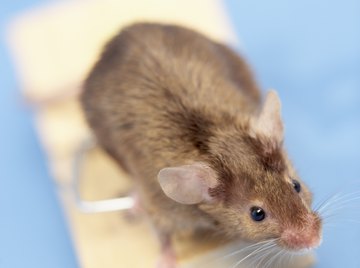 Rat traps can be an effective way of ridding your home of the pests.