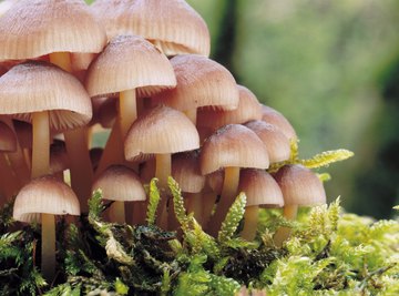 Mushrooms growing on a mossy log.