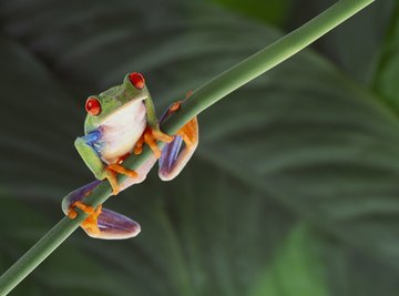 Frogs breathe through their lungs, and through their moist skin.