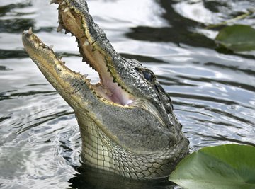 American alligators are top predators in the seasonally flooded Everglades.