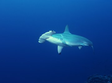 Scalloped hammerheads rarely swim alone.