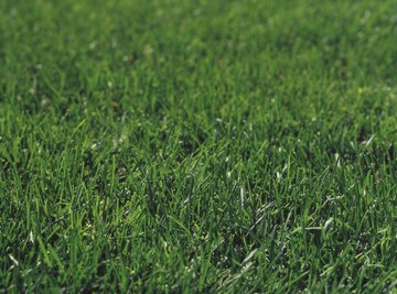 Herbicides help lawn care crews maintain flawless turf.