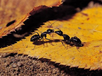 Ants use pheromones to identify nest mates and will fight ants from other colonies.
